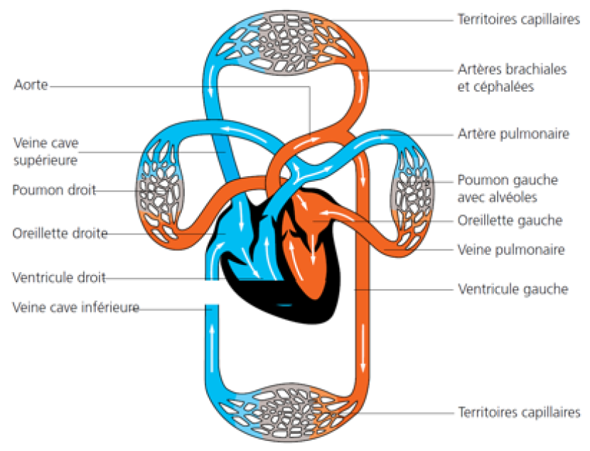 Systèmes d'organes globaux