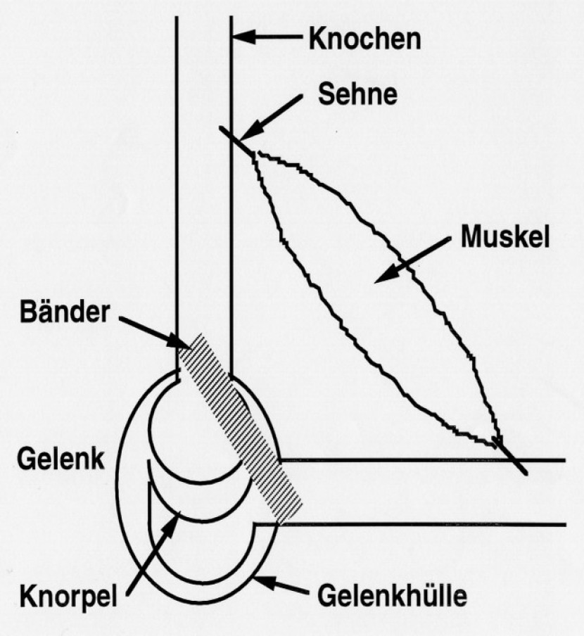 Biological basics